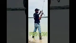 Netting shad for bait and catfishing  #fishing #outdoors #adventure #fishingmethod #shorts #foryou