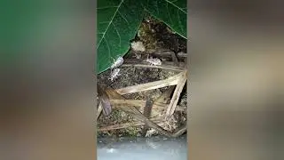 my weevil or curculionoidea