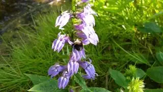 😍 Great Blue Lobelia and Its Pollinator