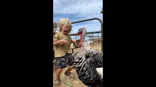 Turkey attack