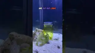 Can my octopus open a jar?