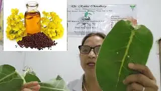 Benefits of Madar (Aak) Plant (Calotropis Gigantea)