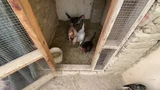Sultan aor sheery ka match karwya //  sheera dar giya //salo pet house daily routine