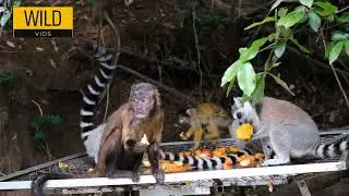 Animal fight 😱 | animal videos | animal attack 🦁| WildVids