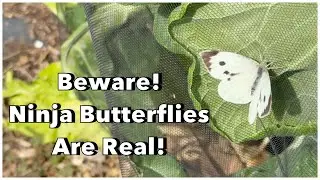 How to Save Your Brassicas from Cabbage White Butterflies