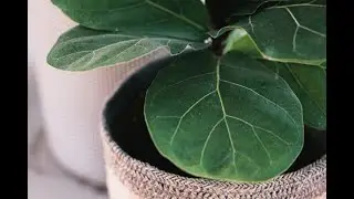 Umbrella Plants & Other Popular Indoor Trees That Are Toxic to Pets