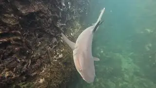 2025 11 21 Snorkeling with Galapagos White Tip Reef Sharks