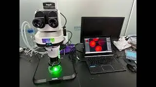 MSHOT MZX100 Fluorescence Stereo Microscope in GMO Research