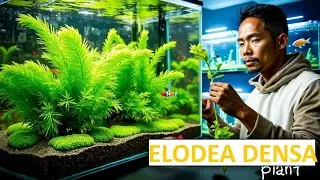 Aquarium plant density || Measuring the actual weight of a piece of Elodea Plant