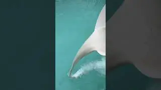 calcium hypochlorite for swimming pools #fy #poolguy #poolguylife #poolcleaning
