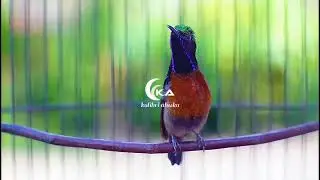MASTERAN KONIN ISIAN MEWAH,KUNTILANAK,CILILIN,LOVEBIRD,