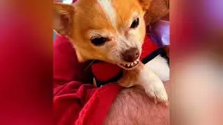 Best of Internet Cats 2025 |😼🐶Try Not To Laugh😜