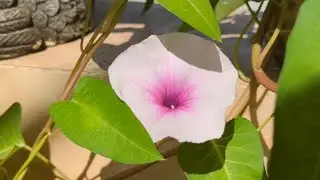 Aarti Nilay Chad Bagan || আরতি নিলয় ছাদ বাগান  চট্টগ্রাম। (ভিডিও মোঃ বেলাল) (Shykh Seraj)