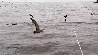 Dolphins Feeding Eden NSW