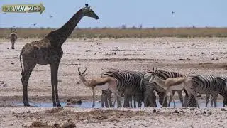Webinar: Namibi&euml; reizen