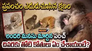 Special Story on Japan Punch Baby Monkey : ప్రపంచం ఎదురుచూసిన క్షణం | Mega9tv