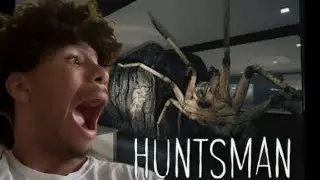 I THOUGHT THIS SPIDER WAS NOT SCARY || HUNTSMAN