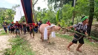 Penguburan Inna Yana (Mariana Dada Gole) Kampung Watu Karungguta - Desa Raba Ege #goprohero11 #sumba