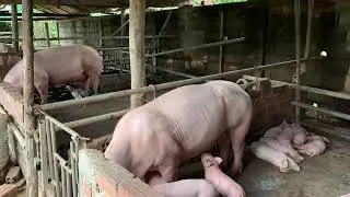 Impressive raising pigs & Daily working #pig #animals