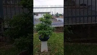 TARDE DE CHUVA!!! #bonsai #bonsaibrasil #bonsaifacilrs #comofazerbonsai #plantas #maggionibonsai