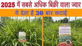 Where to buy COFS 31 grass seeds | COFS 31 grass seed cultivation | COFS 31 grass farming in India