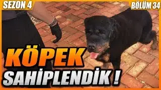 KÖPEK SAHİPLENDİK ! (İNTİKAM ALDIK) GTA 5 ROLEPLAY