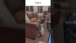 FUNNY CAT:  KITTY ATTITUDE
