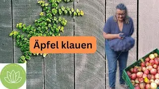 Alte &Auml;pfel Sorte die wie Himbeeren schmeckt 🍎