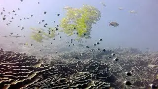 Nungwi Dive Sites - Mbwangawa & Nyumba Ya Kasa