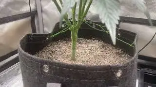 Jealousy week 2 flower 