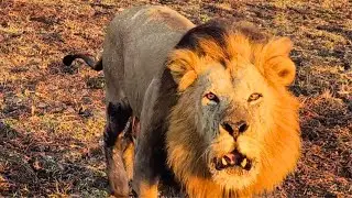 Lion ROARS Straight Into Safari Jeep &mdash; Tourist Frozen in Shock