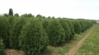 Techny Arb 5-6'