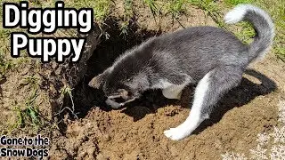 Husky Puppy Learns to Dig