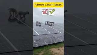 Solar Powered Sheep on Pasture Land? #solar #solarpanel #solarfarm #solarenergy #farming #farmer