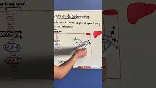 &iquest;C&oacute;mo se transportan los carbohidratos desde el enterocito hacia el h&iacute;gado? #fisiologia #digestion