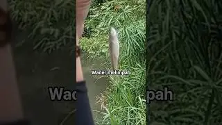 ASIKNYA MEMANCING DI SARANG WADER ‼ #fishing #mancing #mancingmantap #fish #mancingmania #strike