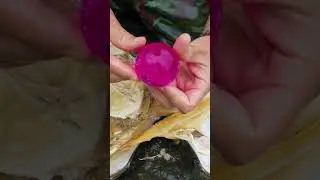😱😱Giant clams, super large red pearls