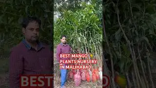 Best Mango plant Nursery in Malihabad #shorts #viralvideo #mango #farming #mangovarieties #mangocrop