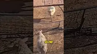 Вот почему козы умнее, чем вы думаете 🤯