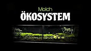 100 Tage Abenteuer im Feuchtbiotop! 🍃🌿
