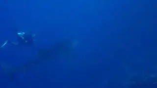 Video of Whale Shark while diving with Elite Diving  in Sharm El Sheikh