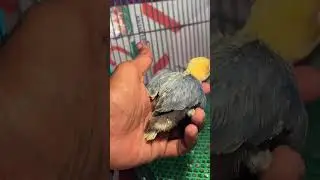 MMBL  এর বাচ্চা পাখি গুলো কীভাবে রাখা হয়?