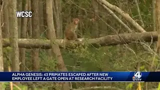 Update on the 43 monkeys that escaped a research facility in South Carolina