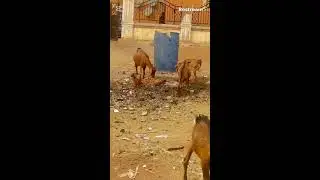 Hungry 🤤 Goats 🐐 🐐 🐐 Eating paper in Africa