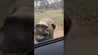 Donkey video bombs the white tiger with his awesome smile.