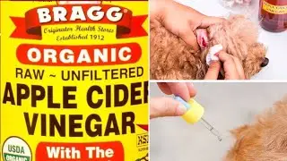 14 Surprising Ways To Use Apple Cider Vinegar For Your Dog