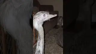 #Greater Rheas #cuteness #rhea #urban rescue ranch #kevins or #karens ??