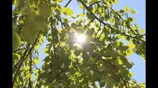 Komorebi : El sol entre las Hojas : David Gonz&aacute;lez D&iacute;az