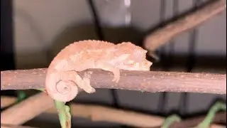 chameleon pet slideshow🦎#4kvideo #shorts #chameleons #reptile #funniestanimals #lizard