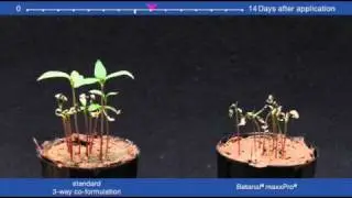 Black bindweed control with new Bayer CropScience herbicide